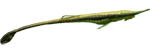 Farlowella vittata